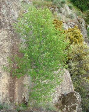 Fotografia 7 da espécie Acer monspessulanum no Jardim Botânico UTAD