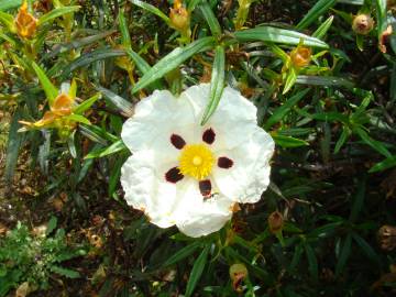 Fotografia da espécie Cistus ladanifer subesp. ladanifer