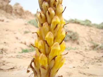 Fotografia da espécie Cistanche phelypaea