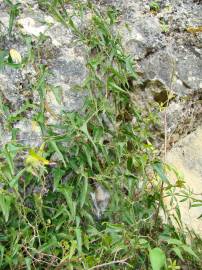 Fotografia da espécie Smilax aspera