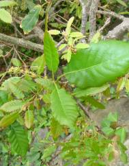 Quercus canariensis