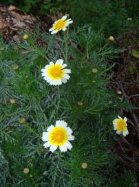 Fotografia da espécie Glebionis coronaria