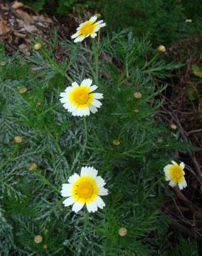 Fotografia 5 da espécie Glebionis coronaria no Jardim Botânico UTAD