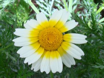 Fotografia da espécie Glebionis coronaria