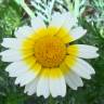 Fotografia 6 da espécie Glebionis coronaria do Jardim Botânico UTAD