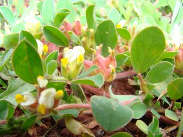 Fotografia da espécie Tripodion tetraphyllum