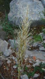 Fotografia da espécie Stipa tenacissima