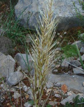 Fotografia 2 da espécie Stipa tenacissima no Jardim Botânico UTAD