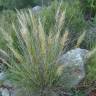 Fotografia 1 da espécie Stipa tenacissima do Jardim Botânico UTAD