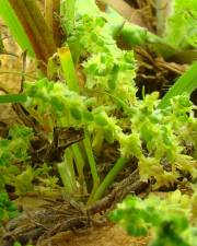 Fotografia da espécie Valantia muralis