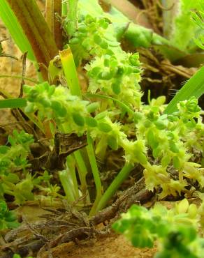 Fotografia 1 da espécie Valantia muralis no Jardim Botânico UTAD