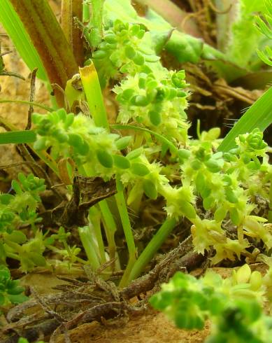 Fotografia de capa Valantia muralis - do Jardim Botânico