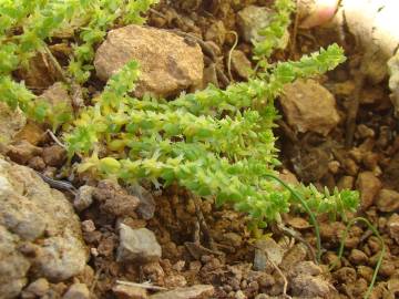 Fotografia da espécie Valantia muralis