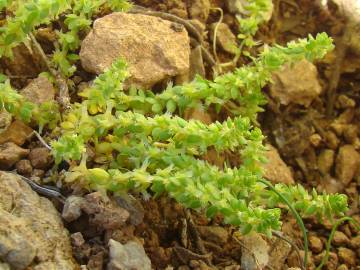 Fotografia da espécie Valantia muralis