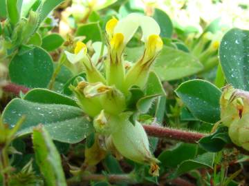 Fotografia da espécie Tripodion tetraphyllum