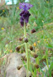 Fotografia da espécie Muscari comosum