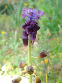 Fotografia da espécie Muscari comosum