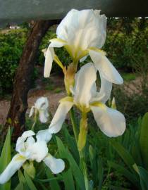 Fotografia da espécie Iris albicans