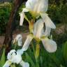 Fotografia 2 da espécie Iris albicans do Jardim Botânico UTAD