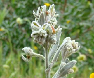 Fotografia da espécie Cynoglossum cheirifolium