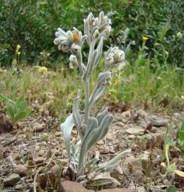 Fotografia da espécie Cynoglossum cheirifolium