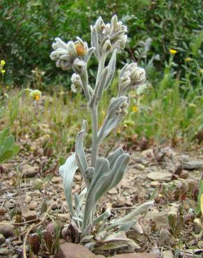 Fotografia 3 da espécie Cynoglossum cheirifolium no Jardim Botânico UTAD