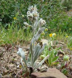 Fotografia da espécie Cynoglossum cheirifolium