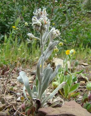 Fotografia 4 da espécie Cynoglossum cheirifolium no Jardim Botânico UTAD