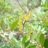 Fotografia 6 da espécie Pistacia lentiscus do Jardim Botânico UTAD