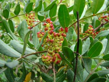 Fotografia da espécie Pistacia lentiscus