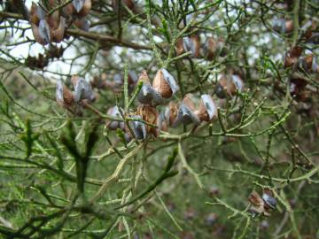 Fotografia da espécie Tetraclinis articulata