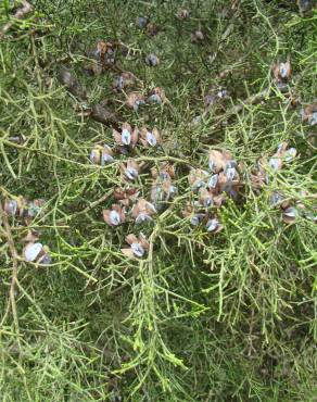 Fotografia 3 da espécie Tetraclinis articulata no Jardim Botânico UTAD