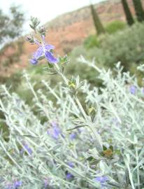 Fotografia da espécie Teucrium fruticans