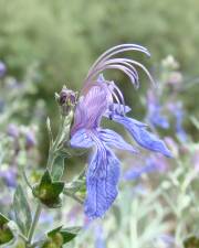 Fotografia da espécie Teucrium fruticans