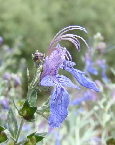 Fotografia de capa Teucrium fruticans - do Jardim Botânico