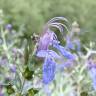 Fotografia 1 da espécie Teucrium fruticans do Jardim Botânico UTAD