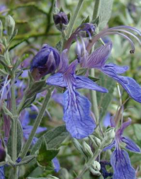 Fotografia 5 da espécie Teucrium fruticans no Jardim Botânico UTAD