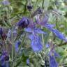 Fotografia 5 da espécie Teucrium fruticans do Jardim Botânico UTAD