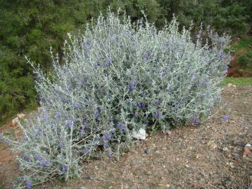 Fotografia da espécie Teucrium fruticans