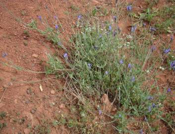 Fotografia da espécie Lavandula multifida