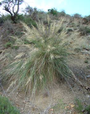 Fotografia 3 da espécie Stipa tenacissima no Jardim Botânico UTAD