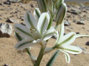 Fotografia da espécie Asphodelus tenuifolius