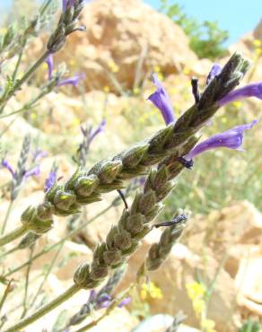 Fotografia 1 da espécie Lavandula multifida no Jardim Botânico UTAD