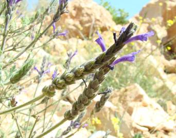 Fotografia da espécie Lavandula multifida