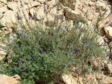 Fotografia da espécie Lavandula multifida