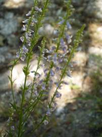 Fotografia da espécie Anarrhinum bellidifolium