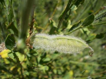 Fotografia da espécie Cytisus striatus