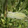 Fotografia 7 da espécie Cytisus striatus do Jardim Botânico UTAD