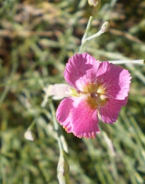 Fotografia 4 da espécie Dianthus lusitanus no Jardim Botânico UTAD