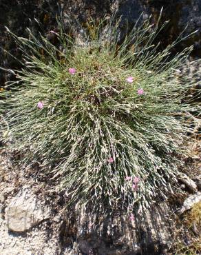 Fotografia 5 da espécie Dianthus lusitanus no Jardim Botânico UTAD